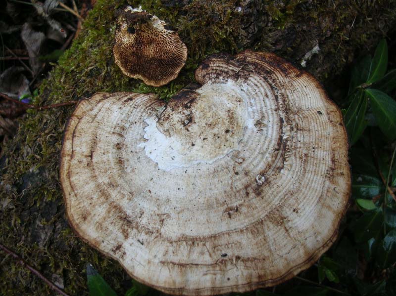 Daedaleopsis confragosa? (Daedaleopsis confragosa)